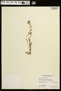 Phacelia maculata image