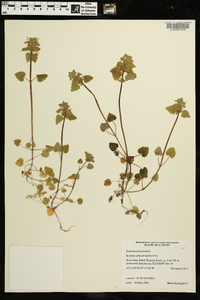 Lamium purpureum image