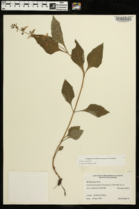 Salvia urticifolia image