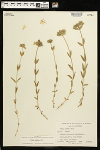 Phlox amoena image