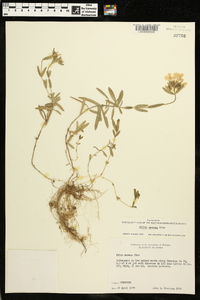 Phlox amoena image