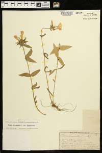 Phlox divaricata subsp. divaricata image