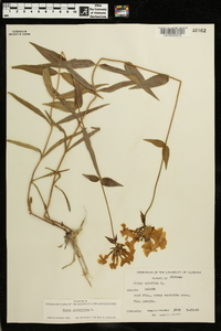 Phlox glaberrima image