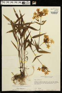 Phlox glaberrima image