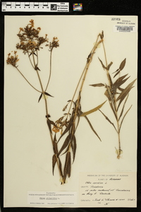 Phlox glaberrima image