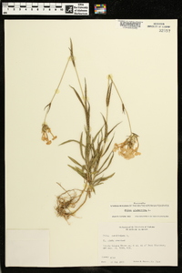 Phlox glaberrima image