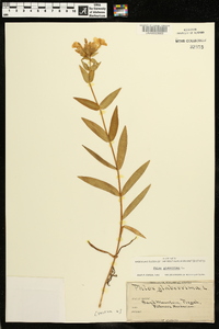 Phlox glaberrima image