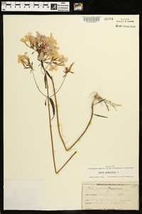 Phlox glaberrima image