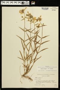 Phlox pilosa subsp. pilosa image