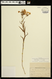 Phlox pilosa subsp. pilosa image