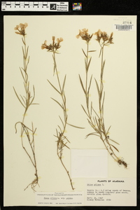 Phlox pilosa subsp. pilosa image