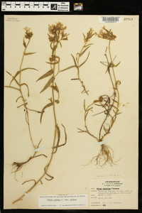 Phlox pilosa subsp. pilosa image