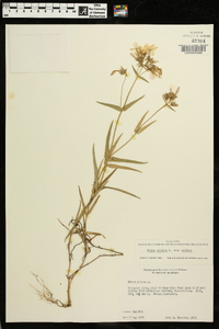 Phlox pilosa subsp. pilosa image