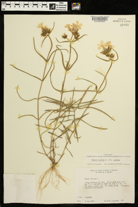 Phlox pilosa subsp. pilosa image