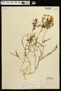 Phlox pilosa subsp. pilosa image