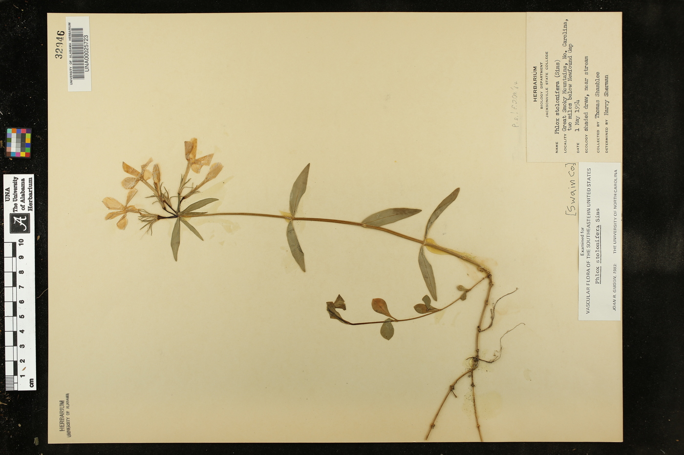Phlox stolonifera image
