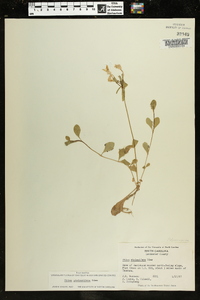 Phlox stolonifera image