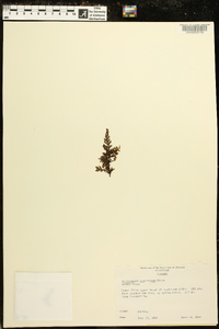 Vandenboschia boschiana image