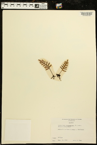 Polypodium polypodioides image