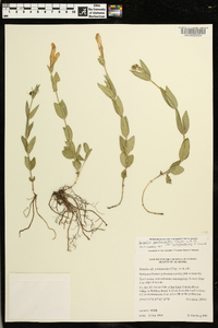 Spigelia gentianoides var. alabamensis image