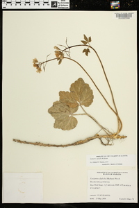 Cardamine diphylla image