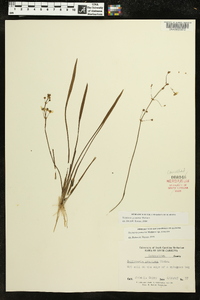 Sagittaria graminea image