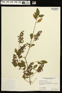 Ligustrum sinense image