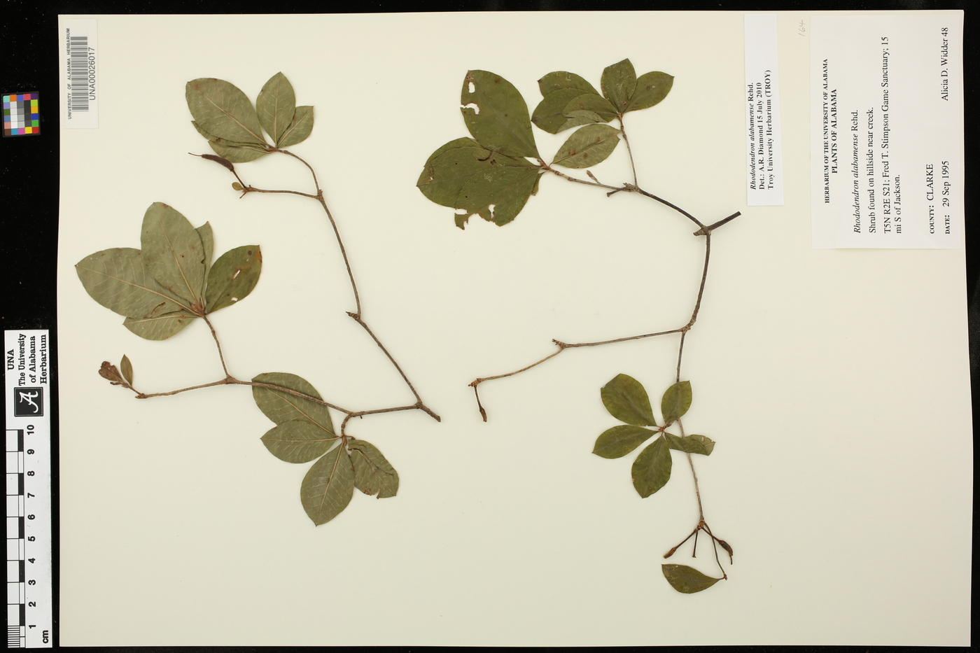 Rhododendron alabamense image