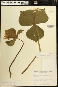 Trillium flexipes image