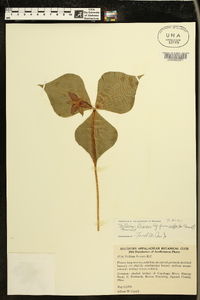 Trillium flexipes image