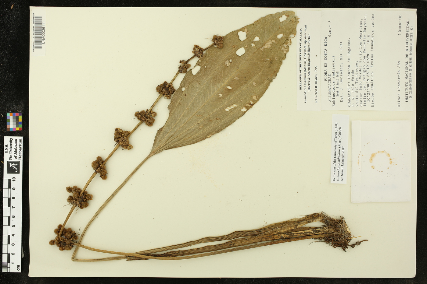Echinodorus subalatus image