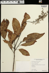 Oxydendrum arboreum image