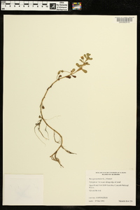 Bacopa monnieri image