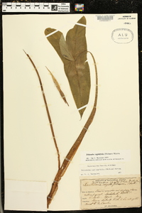 Peltandra sagittifolia image