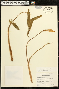 Peltandra sagittifolia image