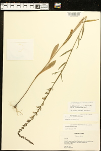 Lobelia spicata var. leptostachys image