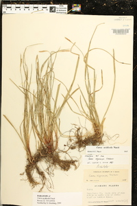 Carex acidicola image