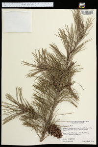 Pinus glabra image