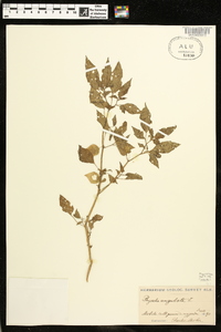 Physalis angulata image