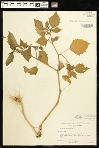 Physalis angulata image