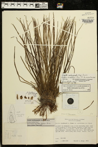 Isoëtes melanopoda image