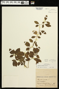 Physalis walteri image