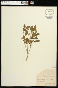 Physalis virginiana image