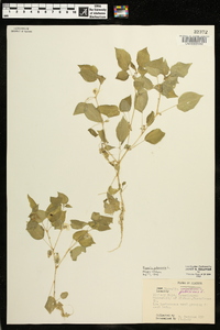 Physalis pubescens image