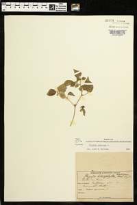 Physalis pubescens image