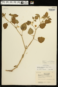 Physalis cinerascens image