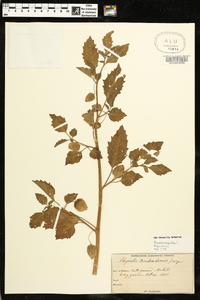 Physalis angulata image