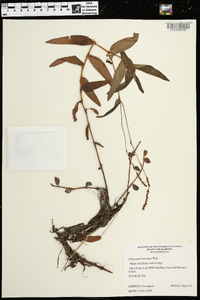 Persicaria hirsuta image