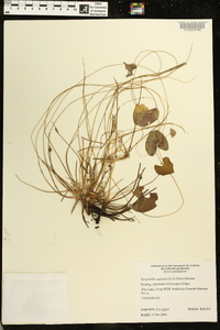 Nymphoides aquatica image