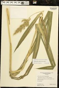 Echinochloa walteri image